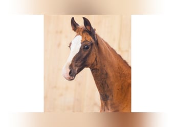 Schwedisches Warmblut, Stute, Fohlen (05/2026), Fuchs