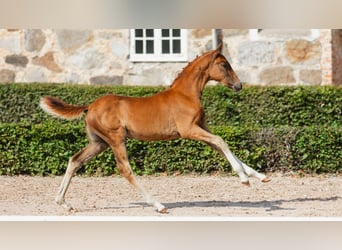 Schwedisches Warmblut, Stute, Fohlen (05/2026), Fuchs