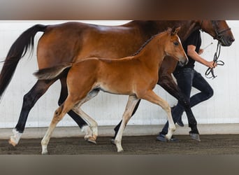 Schwedisches Warmblut, Stute, Fohlen (06/2026), Fuchs