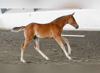 Schwedisches Warmblut, Stute, Fohlen (06/2026), Fuchs