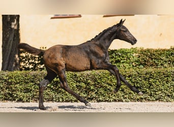 Schwedisches Warmblut, Stute, Fohlen (05/2026), Rappe