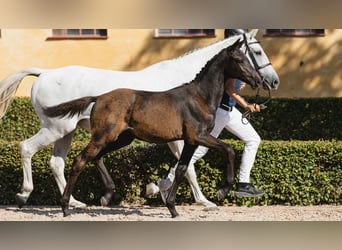 Schwedisches Warmblut, Stute, Fohlen (05/2026), Rappe