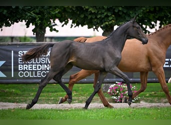 Schwedisches Warmblut, Stute, Fohlen (01/2025), Rappe