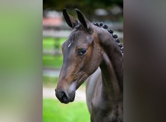 Schwedisches Warmblut, Stute, Fohlen (01/2025), Rappe