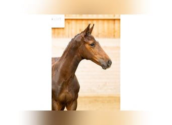 Schwedisches Warmblut, Stute, Fohlen (05/2025), Rotbrauner