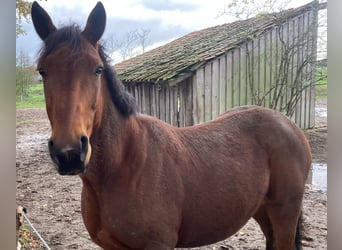 Schwedisches Warmblut Mix, Wallach, 10 Jahre, 160 cm, Brauner