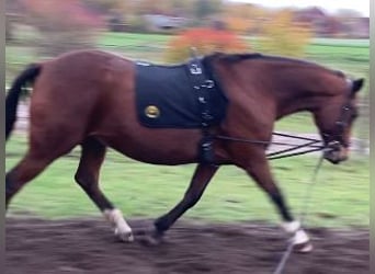 Schwedisches Warmblut Mix, Wallach, 10 Jahre, 160 cm, Brauner