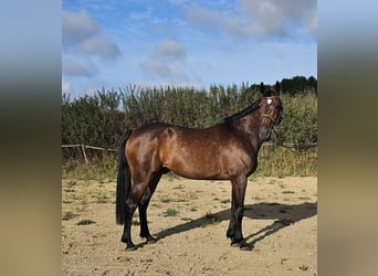 Schwedisches Warmblut Mix, Wallach, 10 Jahre, 162 cm, Dunkelbrauner