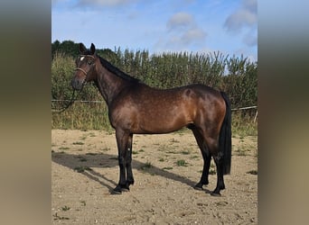 Schwedisches Warmblut Mix, Wallach, 10 Jahre, 162 cm, Dunkelbrauner