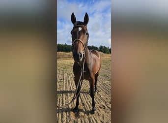 Schwedisches Warmblut Mix, Wallach, 10 Jahre, 162 cm, Dunkelbrauner