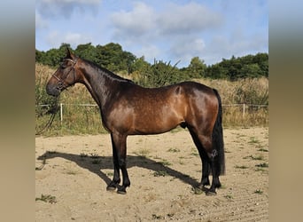 Schwedisches Warmblut Mix, Wallach, 10 Jahre, 162 cm, Dunkelbrauner