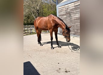 Schwedisches Warmblut Mix, Wallach, 10 Jahre, 163 cm, Hellbrauner