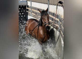 Schwedisches Warmblut, Wallach, 10 Jahre, 168 cm, Dunkelfuchs