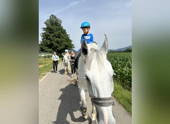 Schwedisches Warmblut, Wallach, 12 Jahre, 167 cm, Schimmel