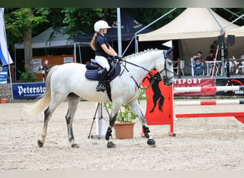 Schwedisches Warmblut, Wallach, 12 Jahre, 167 cm, Schimmel