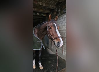 Schwedisches Warmblut, Wallach, 12 Jahre, 180 cm, Brauner