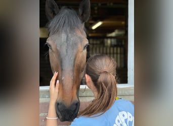Schwedisches Warmblut, Wallach, 14 Jahre, 163 cm, Dunkelbrauner