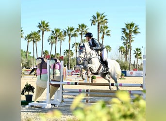 Schwedisches Warmblut, Wallach, 14 Jahre, 170 cm, Schimmel