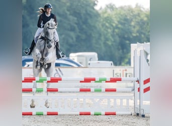 Schwedisches Warmblut, Wallach, 14 Jahre, 185 cm, Schimmel