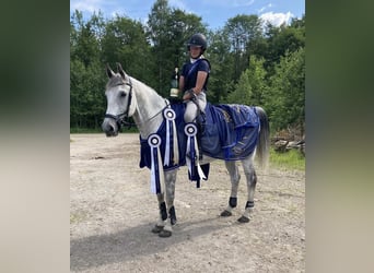 Schwedisches Warmblut, Wallach, 15 Jahre, 169 cm, Schimmel