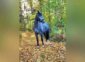 Schwedisches Warmblut, Wallach, 2 Jahre, 168 cm, Apfelschimmel