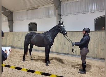 Schwedisches Warmblut, Wallach, 2 Jahre, 170 cm, Rappe