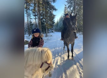 Schwedisches Warmblut, Wallach, 3 Jahre, 168 cm, Schimmel