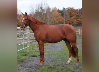 Schwedisches Warmblut, Wallach, 4 Jahre, 163 cm, Dunkelfuchs