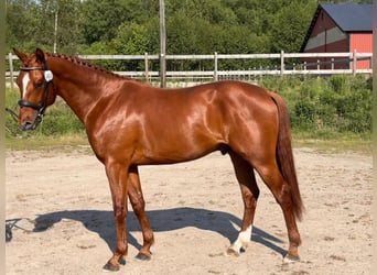 Schwedisches Warmblut, Wallach, 4 Jahre, 163 cm, Dunkelfuchs