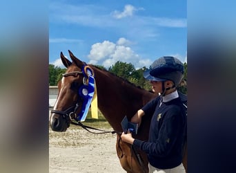 Schwedisches Warmblut, Wallach, 4 Jahre, 164 cm, Brauner