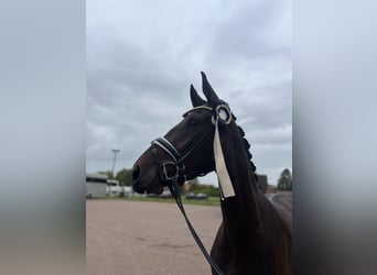 Schwedisches Warmblut, Wallach, 4 Jahre, 165 cm, Brauner