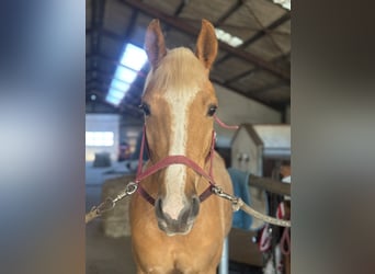 Schwedisches Warmblut, Wallach, 4 Jahre, 166 cm, Palomino