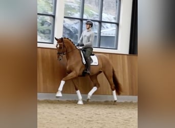 Schwedisches Warmblut, Wallach, 4 Jahre, 178 cm, Dunkelfuchs