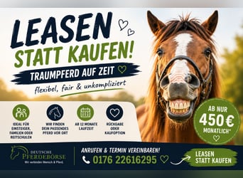 Schwedisches Warmblut Mix, Wallach, 5 Jahre, 160 cm, Dunkelbrauner