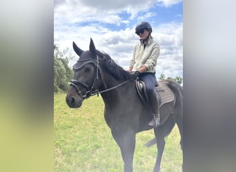 Schwedisches Warmblut Mix, Wallach, 5 Jahre, 160 cm, Dunkelbrauner
