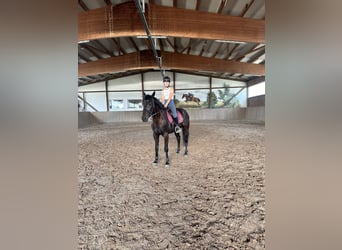 Schwedisches Warmblut Mix, Wallach, 5 Jahre, 160 cm, Dunkelbrauner