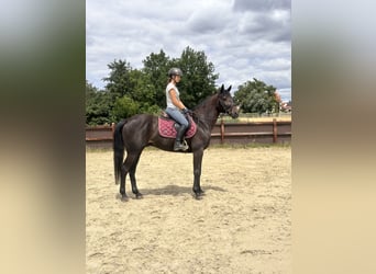 Schwedisches Warmblut Mix, Wallach, 5 Jahre, 160 cm, Dunkelbrauner