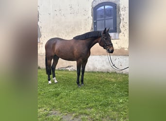 Schwedisches Warmblut Mix, Wallach, 5 Jahre, 162 cm, Brauner