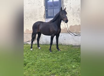 Schwedisches Warmblut Mix, Wallach, 5 Jahre, 163 cm, Dunkelbrauner