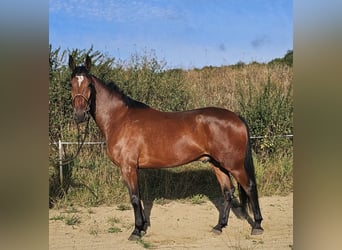 Schwedisches Warmblut Mix, Wallach, 5 Jahre, 164 cm, Brauner