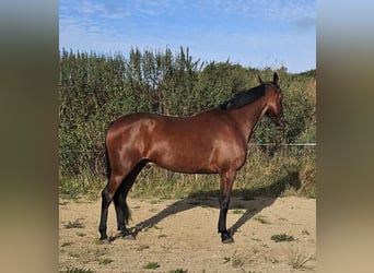 Schwedisches Warmblut Mix, Wallach, 5 Jahre, 164 cm, Brauner
