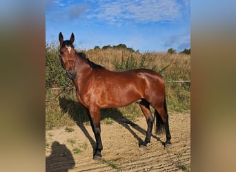 Schwedisches Warmblut Mix, Wallach, 5 Jahre, 164 cm, Brauner