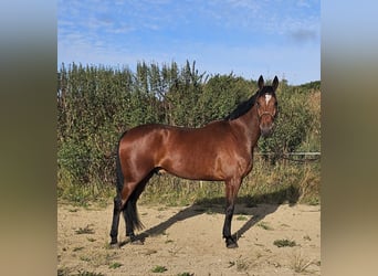Schwedisches Warmblut Mix, Wallach, 5 Jahre, 164 cm, Brauner