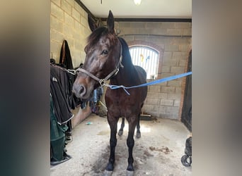 Schwedisches Warmblut Mix, Wallach, 5 Jahre, 165 cm, Dunkelbrauner