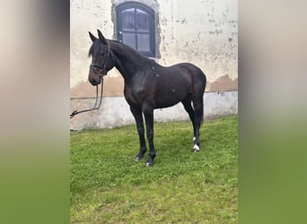 Schwedisches Warmblut Mix, Wallach, 5 Jahre, 166 cm, Dunkelbrauner
