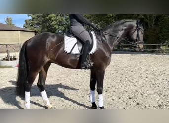 Schwedisches Warmblut, Wallach, 5 Jahre, 174 cm, Rappe