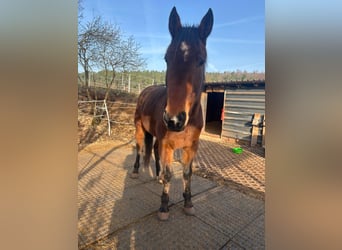 Schwedisches Warmblut, Wallach, 6 Jahre, 163 cm, Brauner