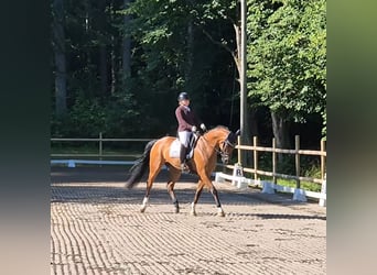 Schwedisches Warmblut, Wallach, 6 Jahre, 173 cm, Rotbrauner