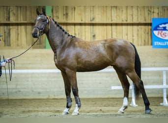 Schwedisches Warmblut, Wallach, 6 Jahre, 173 cm, Rotbrauner