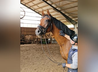 Schwedisches Warmblut, Wallach, 6 Jahre, 173 cm, Rotbrauner